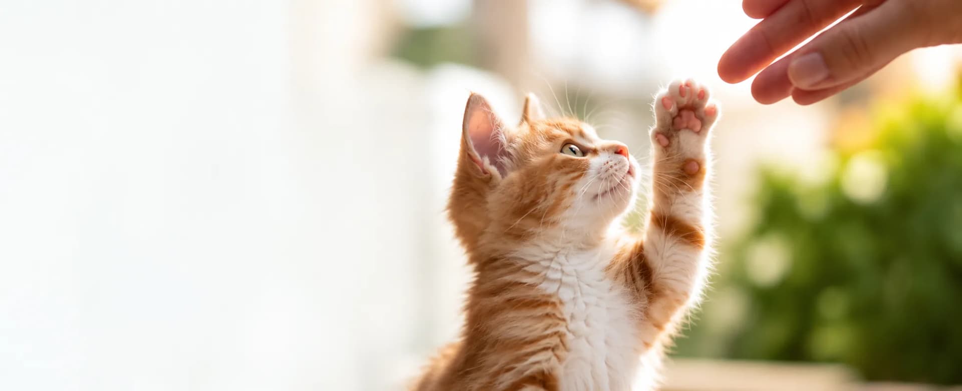 Gatito alcanzando una mano con confianza