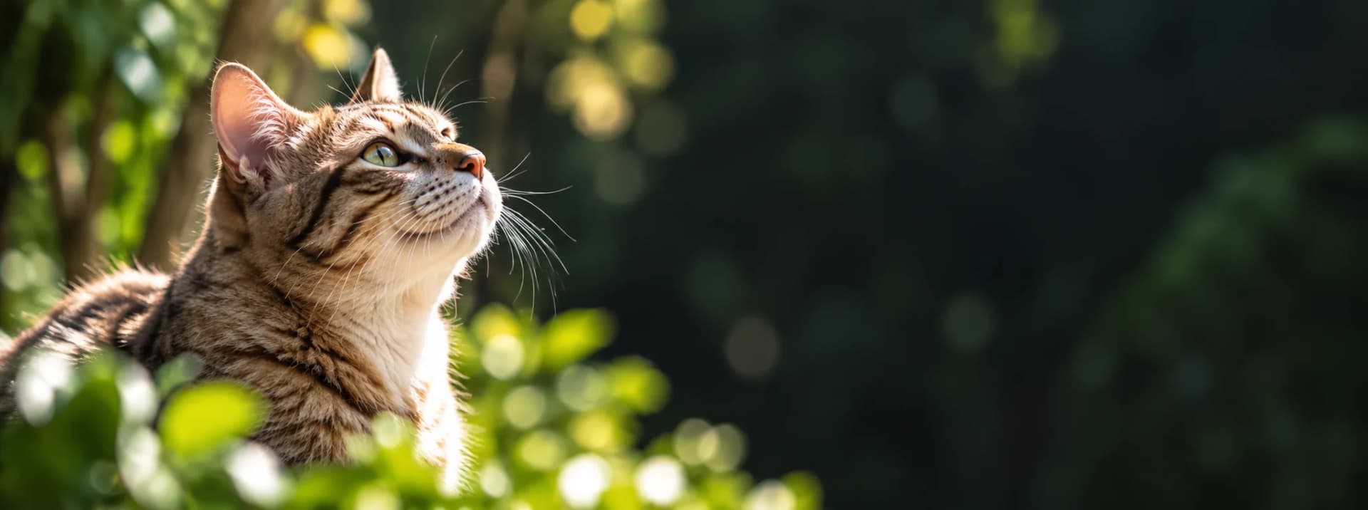 Gato mirando hacia un futuro más seguro