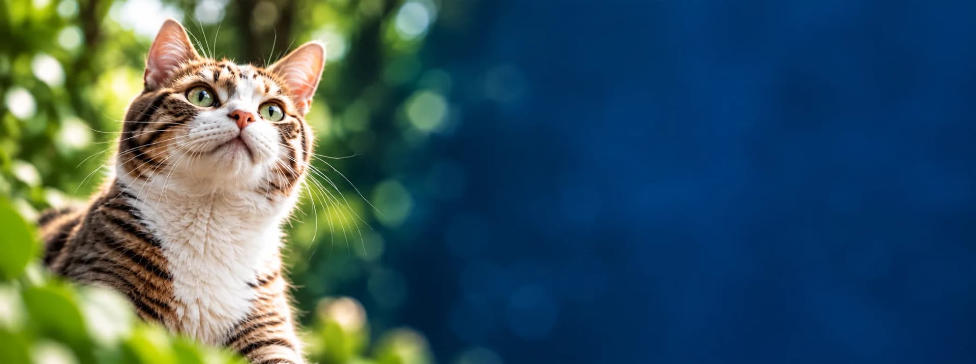Gato mirando hacia arriba con esperanza