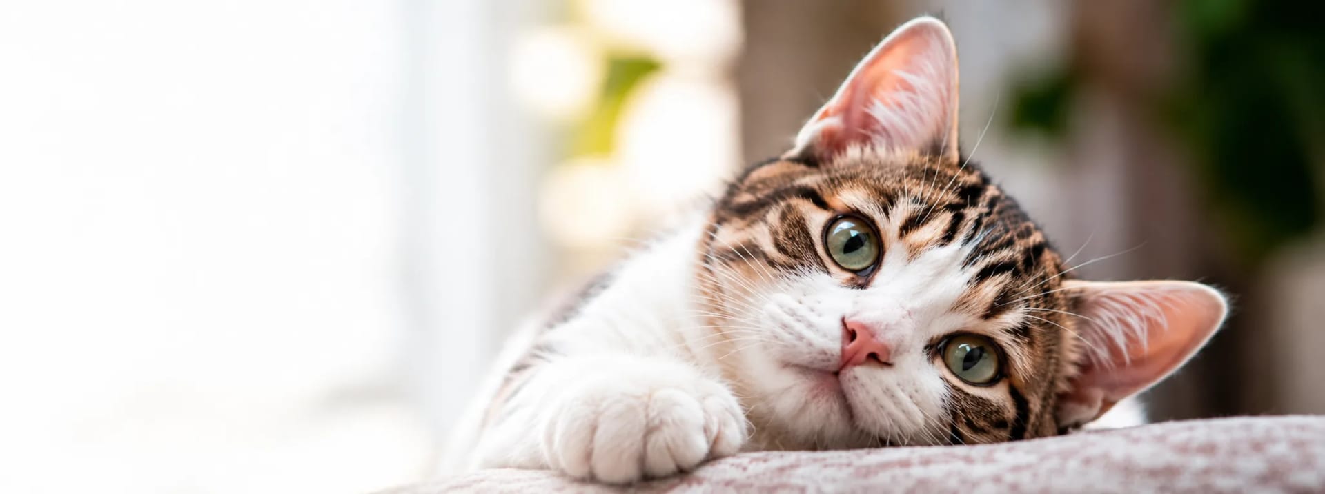 Gato en un entorno de cuidado de Fundación Gatuario