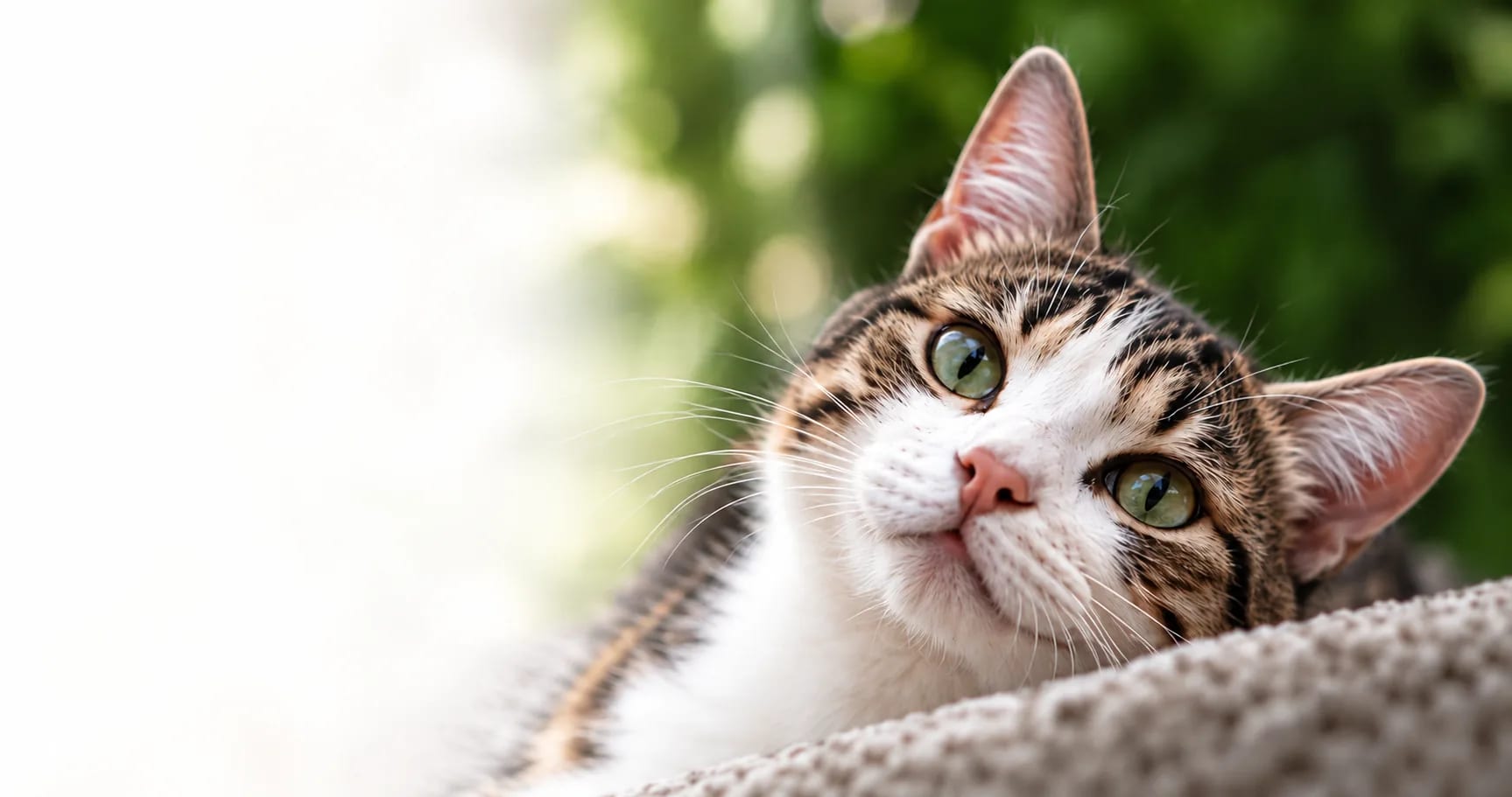 Gato de Fundación Gatuario mirando con esperanza