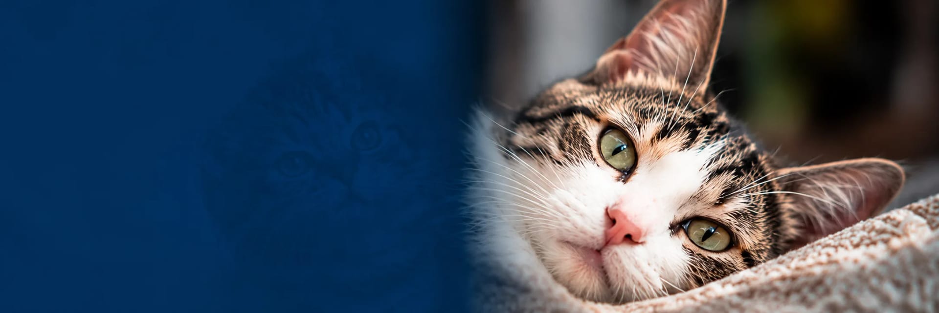 Gato con mirada calmada, símbolo de esperanza